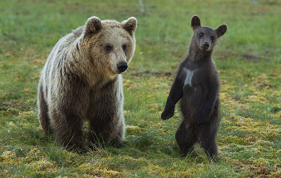 bear cub